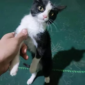 Pişik .  кошка . pişijek .