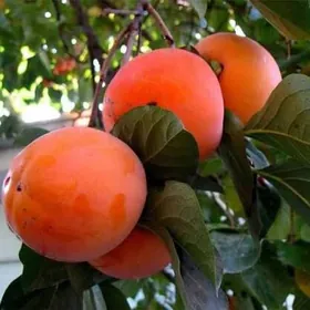 hurma  bagy nahal shtil