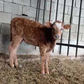 Туве  парода