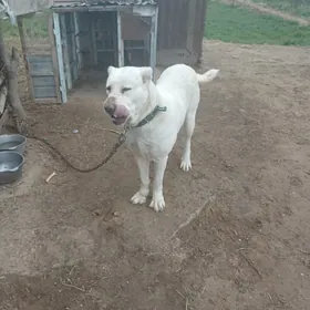 Turkmen alabay itleri