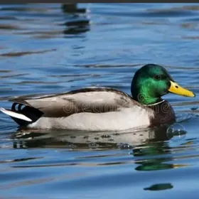 Ördek towuk induk jüje gus