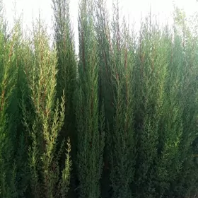 Kiparis Yolka Ёлка