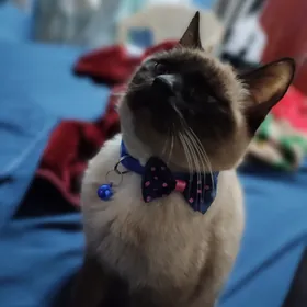 симиниски кот