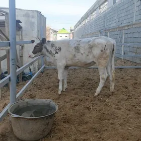 GALIŞDEYIN  TUWELERI SUDLIK