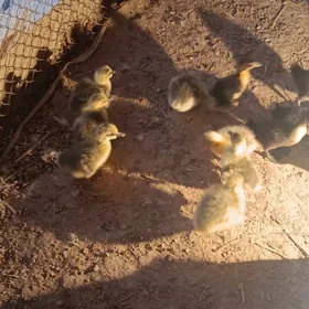 Gus indautga ordek juje