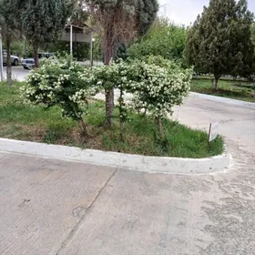 Prikanda ,Prikanda(Ataştiken