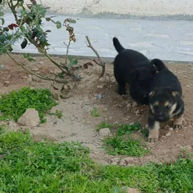 Awçarka güjükleri BEO.