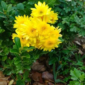 Hrizanteama, Хризантемы