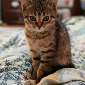 Шотландский котята