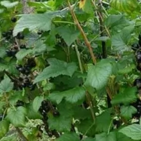 smarodina смородина