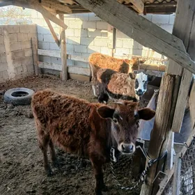 tuweler mallar 3si bile