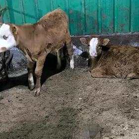 симентал гбрит туве