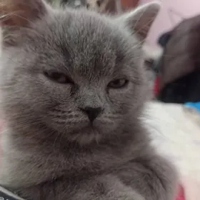 Британская девочка 5 меся