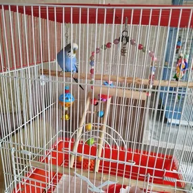 Волнистый попугай