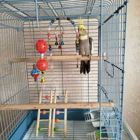 Попугай Корелла