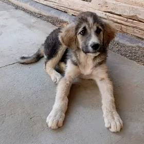 шенок девочка