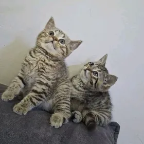 Шотландские котята