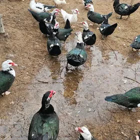 indautga;horaz;ordek gak gak