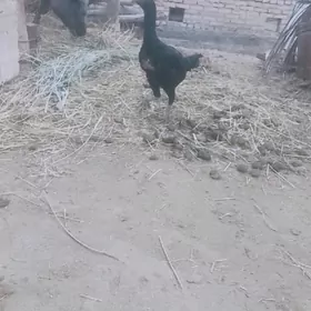 baysow towuk jujeler