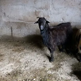 гысыр гечи теке