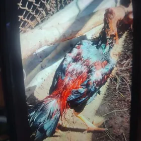 baýsow tohum Özbek