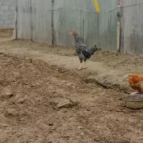 Horoz yaş Dominate parody