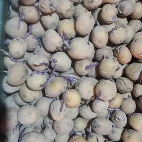 Kartoşka tohum карошка тохум