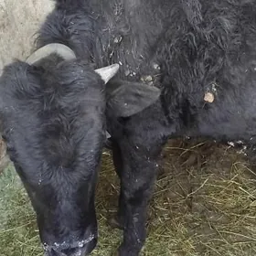 SATLIK OKÜZ ŞWEZ TOHIM ARASSA