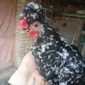 японка курица  мрамор