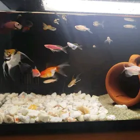 akwaryum balyklary bilen