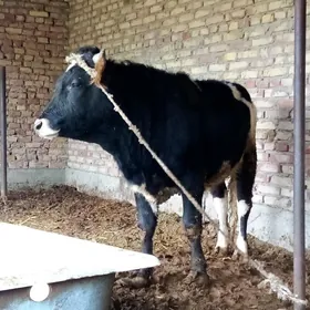 Tohum Gibrit Öküzler 2 Sany