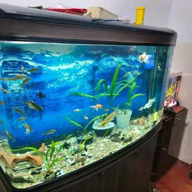 аквариум akwaryum