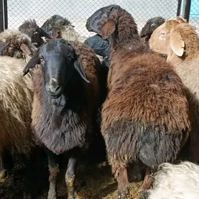 Soýumluk Goyun Geci