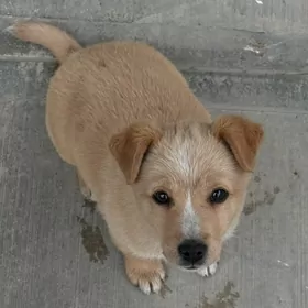 в добрые руки