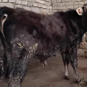 MAL OKÜZ TOHIM ŞWES