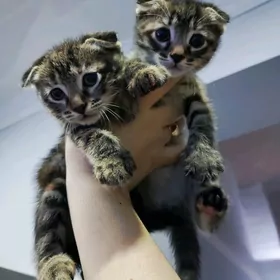 вислаухий котёнок pisik