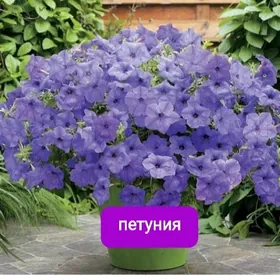 мейдан гулер