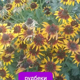 мейдан гулер