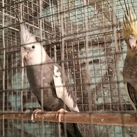 Попугай popugay