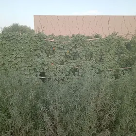 hojalyk ýeri 16 sotuk