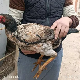 Байсов товук