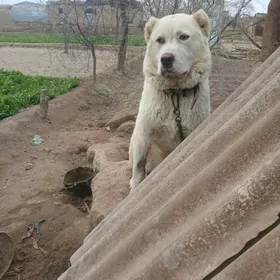 Balu linya ady sinba