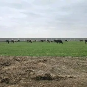 SATLYK MULK YERY GOKDEPE