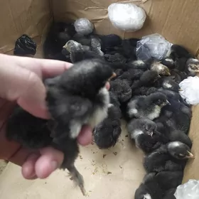 Dominant juje 10 gunlik