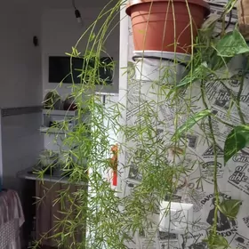 Цветы. Сувениры. Чайник.