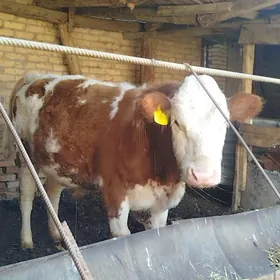 Simental Fleckvieh Okuz