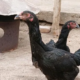 jüýje mäkiýänlar