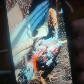 arassa baýsow tohum Özbek