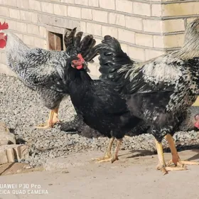 Gigant yumurta ygnap beryan