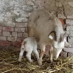 yasajyk owlakly geci